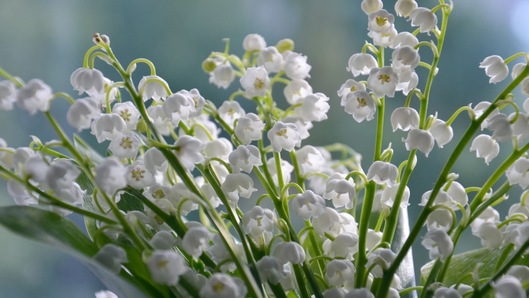 Auspflanzen im Frühling 2023