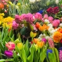 Blumige Liebe zum Valentinstag